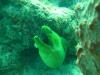 Moray Eel