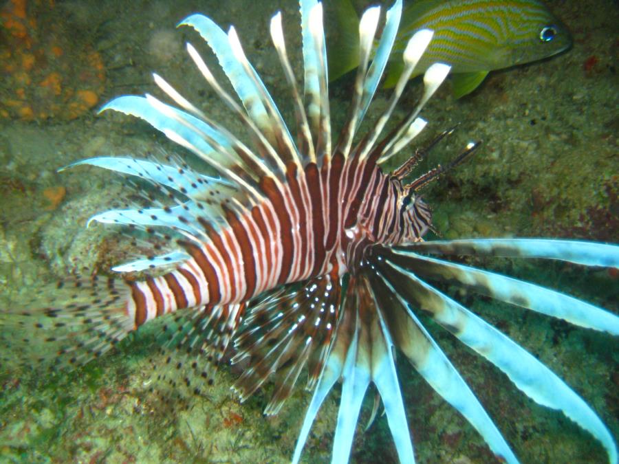 Lionfish 9.27.15