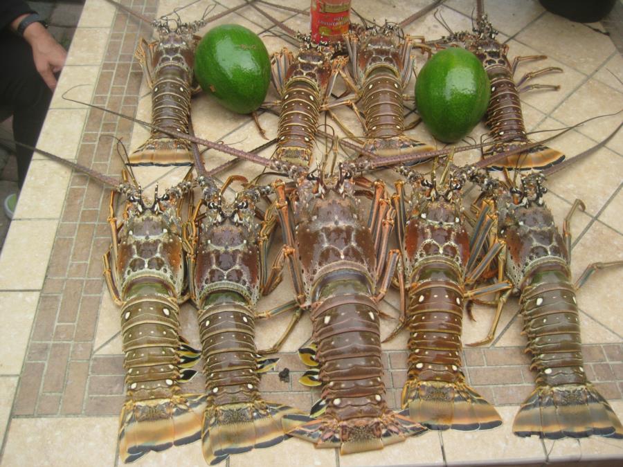 Lobsters 9.23.15