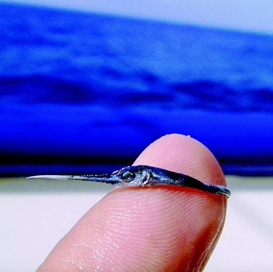 Baby Swordfish