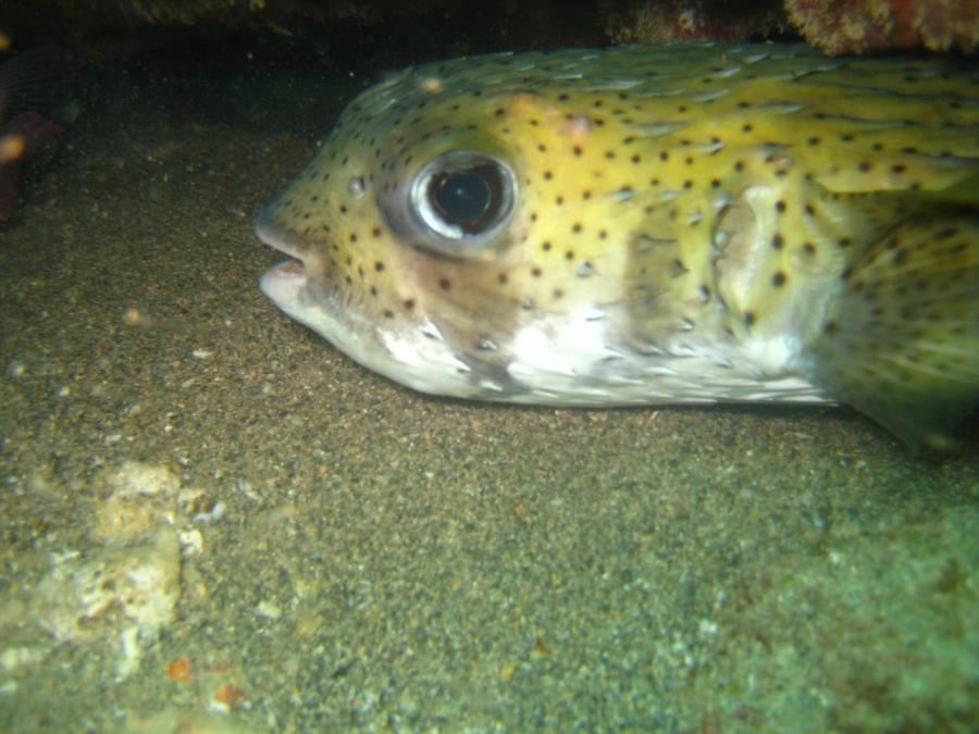 Porcupine Fish