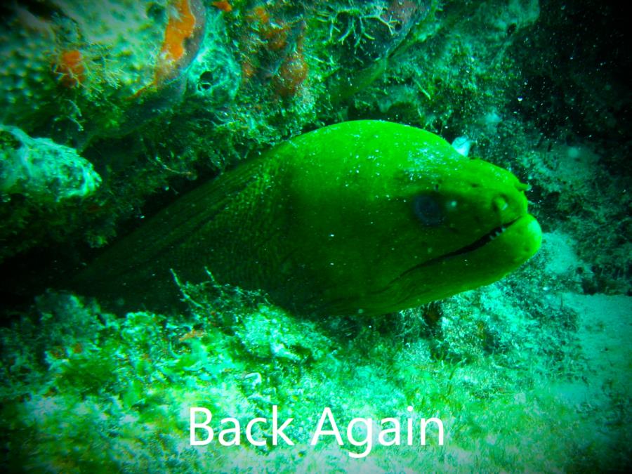 eel back again