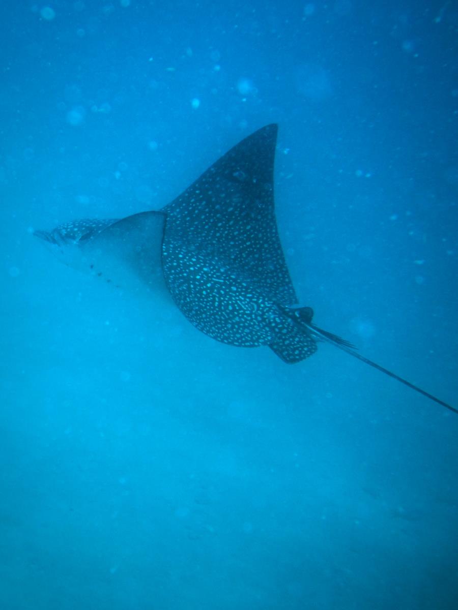 Spotted Eagle Ray