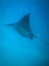 Spotted Eagle Ray