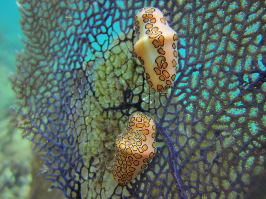 Flamingo Tongue 7.14.18