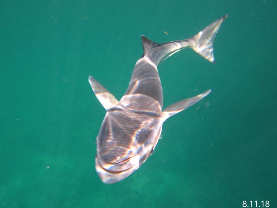 Remora