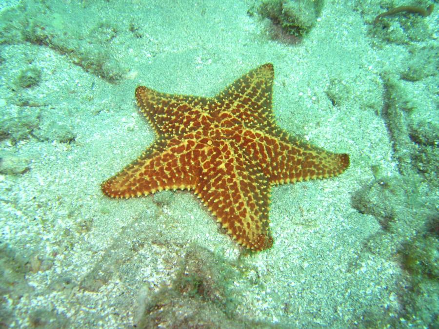 Starfish