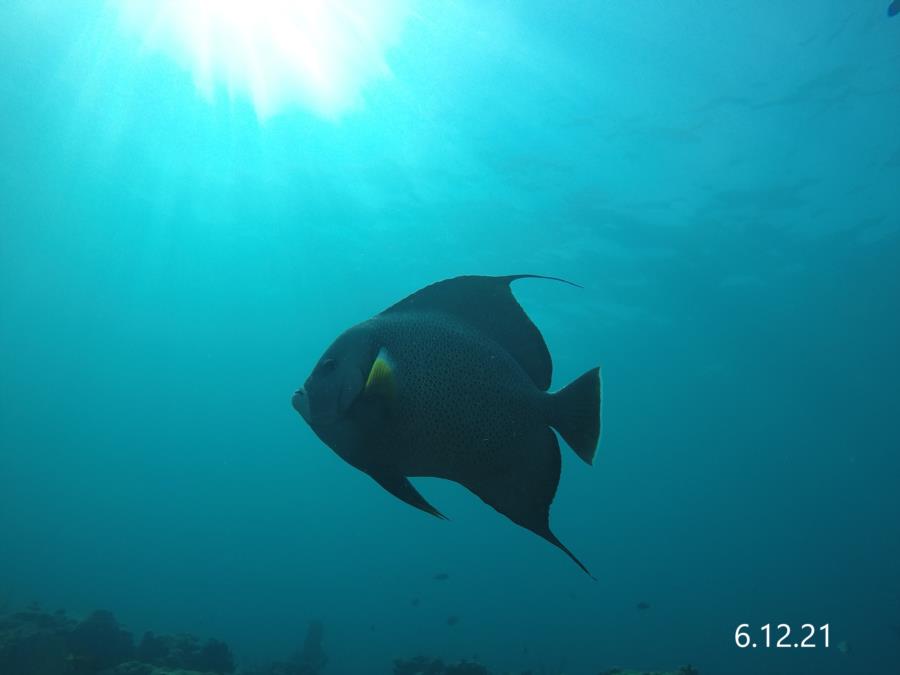 Angel Fish