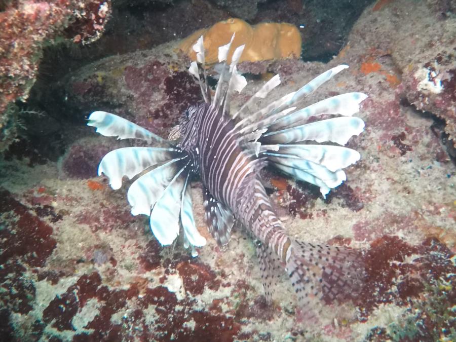 Lionfish