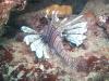 Lionfish