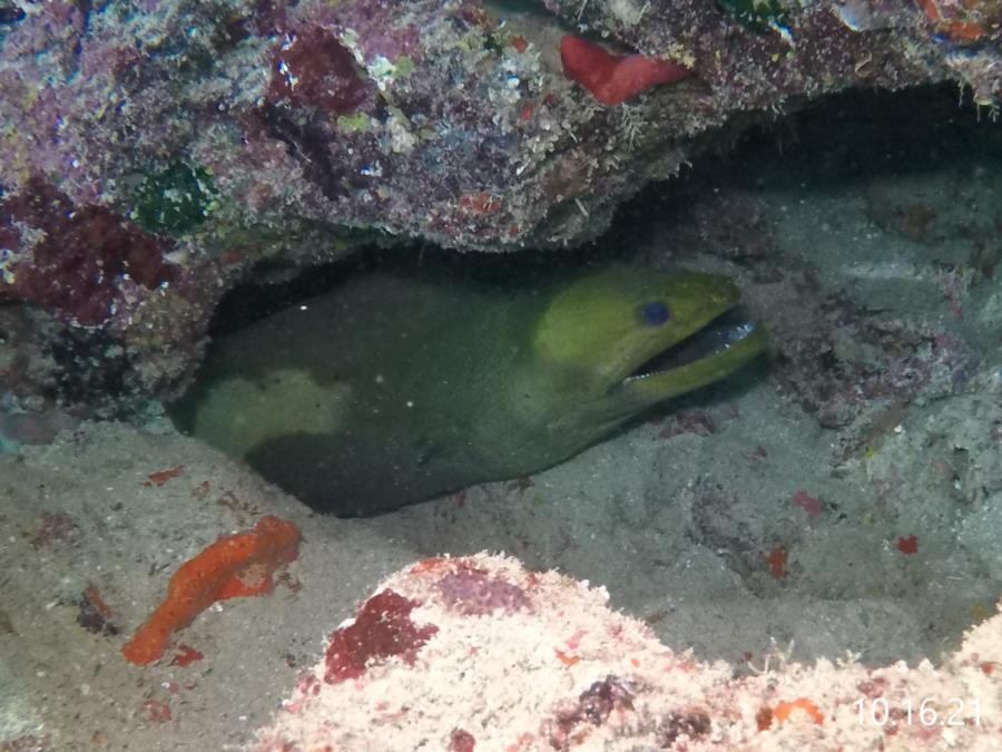 Eel