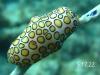 Flamingo Tongue