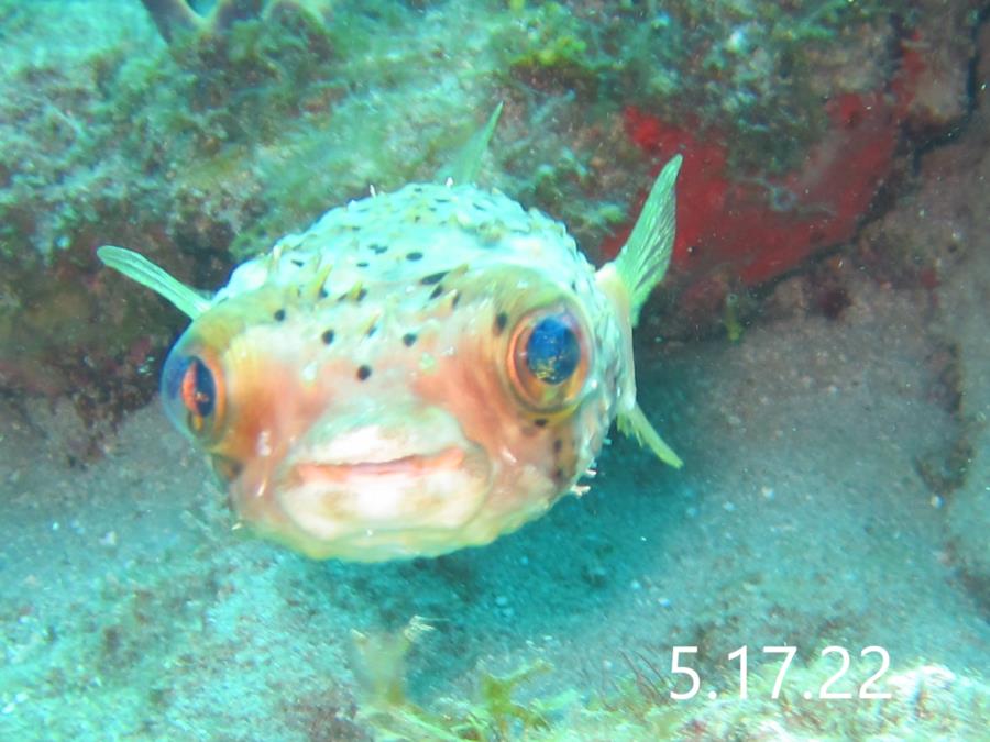 Pufferfish