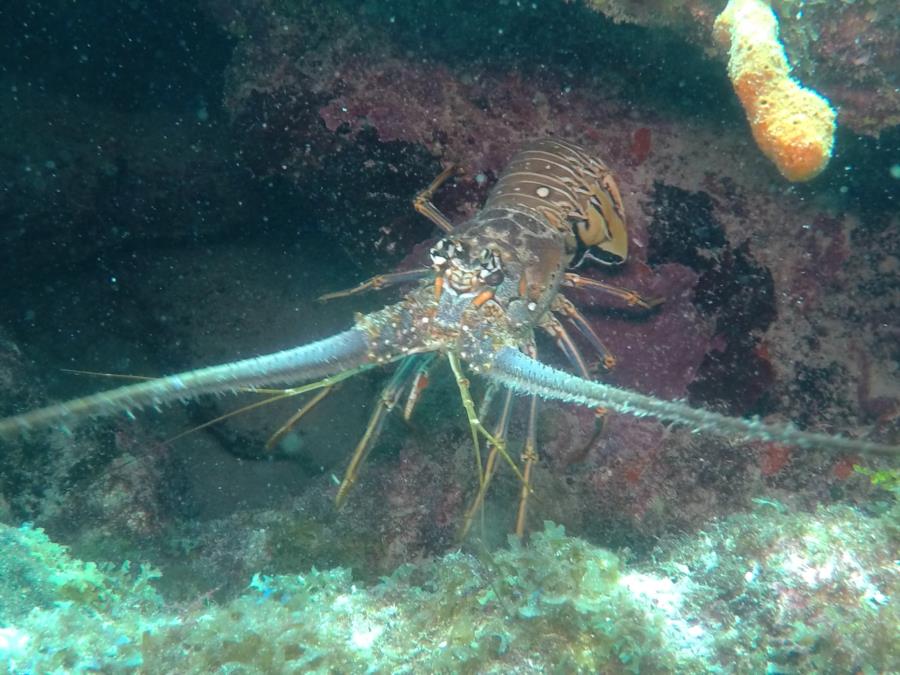 Lobster