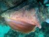 Conch Shell