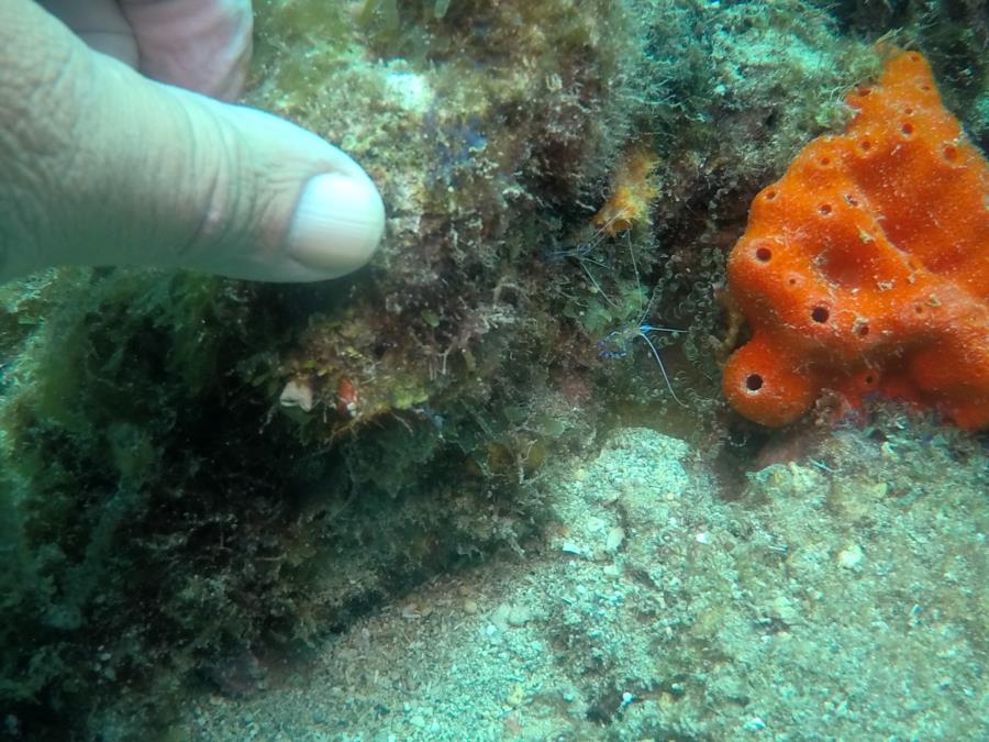 Peterson Shrimp