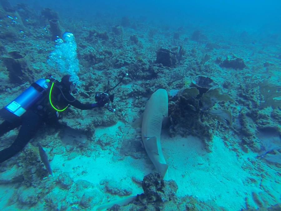 Nurse Shark Palm Beach