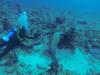 Nurse Shark Palm Beach