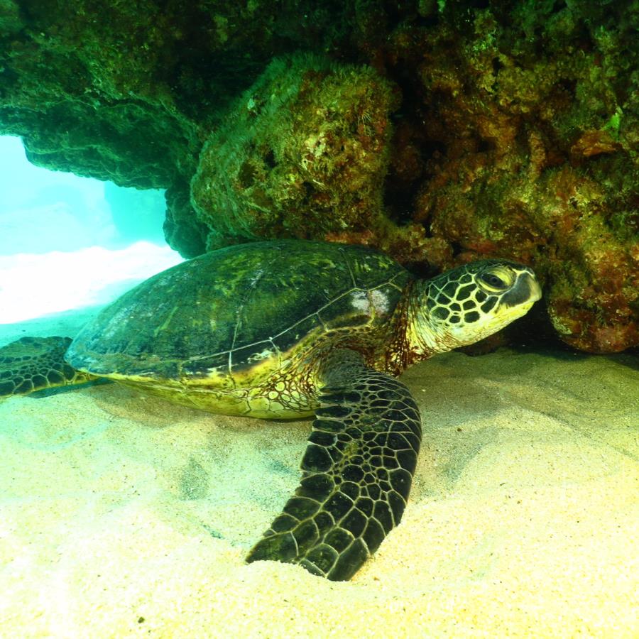 Honu