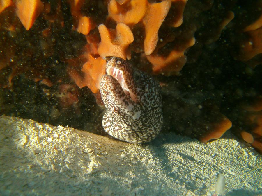 SPOTTED MORAY EEL