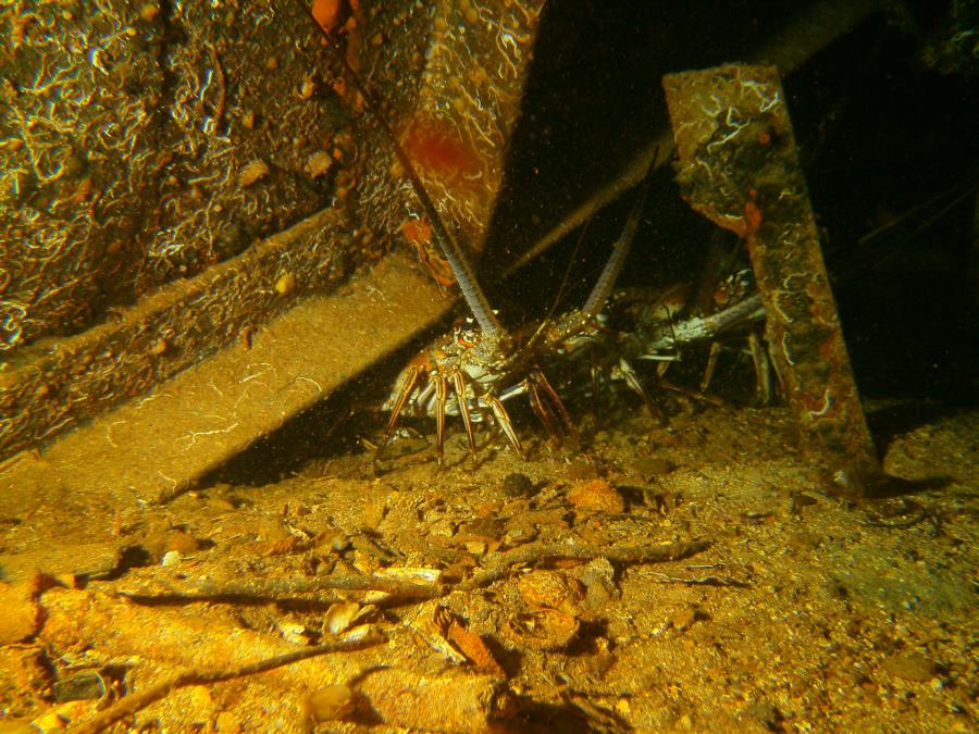 SPINEY LOBSTER IN WRECK