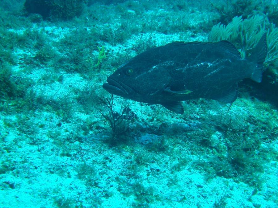 GROUPER