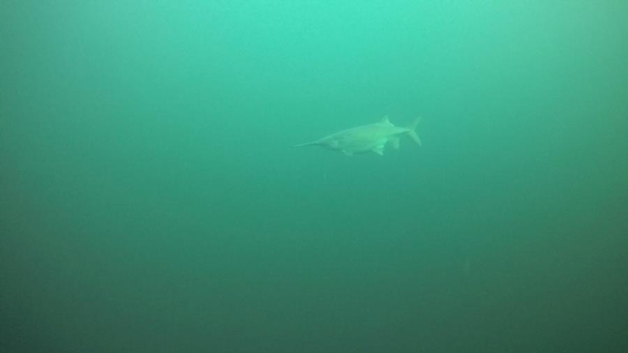 Paddle fish, Gilboa Quarry