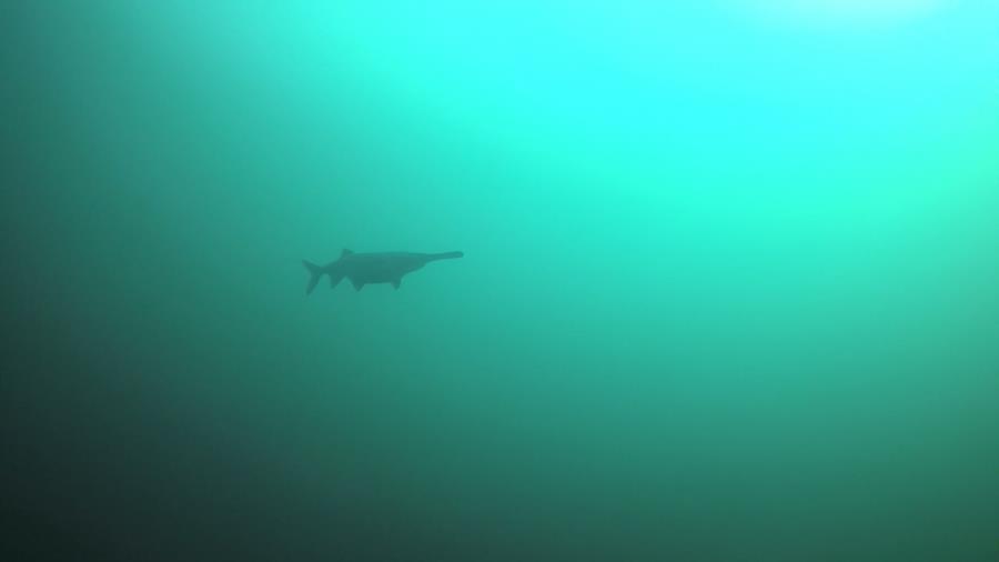 Paddle fish, Gilboa Quarry