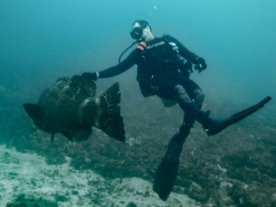 Shadow the Goliath Grouper