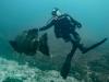 Shadow the Goliath Grouper