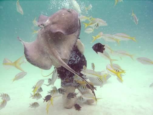 Diving in Stingray City