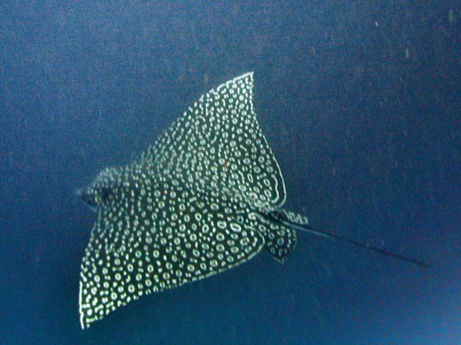 Spotted Eagle Ray in Cayman Dive
