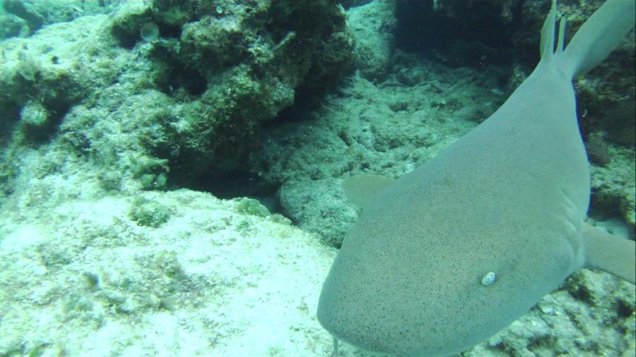 Snorkeling in the Caribbean