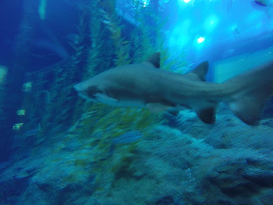 Dubai Aquarium Tiger Shark