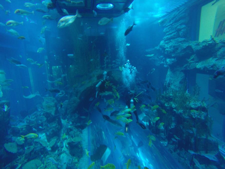 Dubai Aquarium