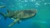 Whale shark in Koh Chang, Thailand