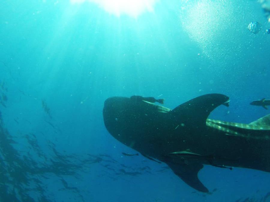 Whale shark in Koh Chang, Thailand-Oct2017