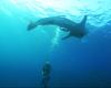Whale shark in Koh Chang, Thailand-Oct2017-