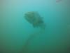 Giant sea bass La Jolla Cove