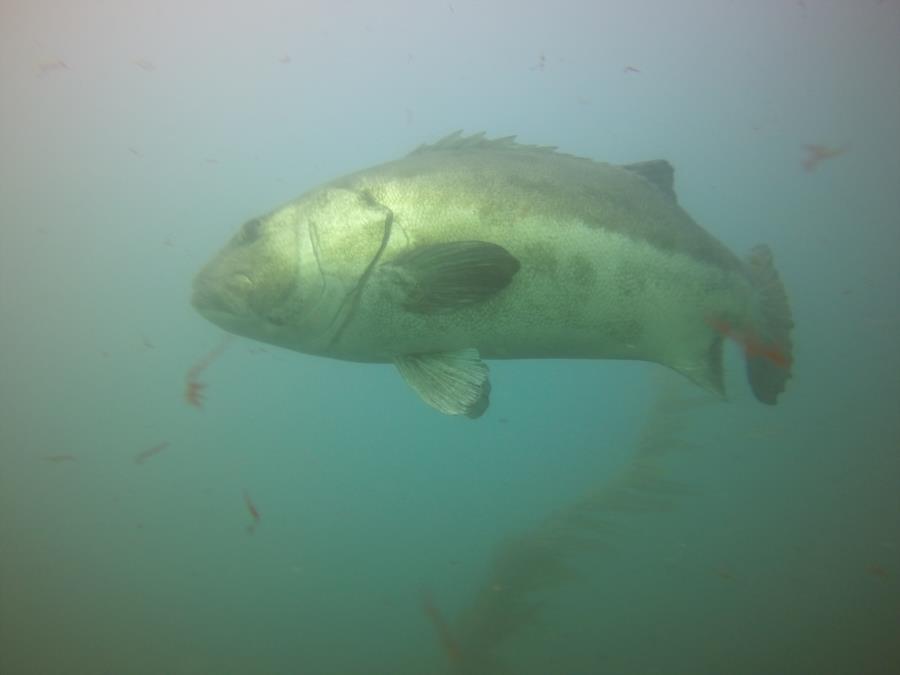 Giant Sea Bass La Jolla Cove