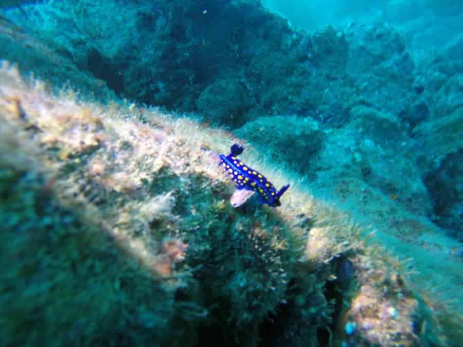 California Blue Dorid