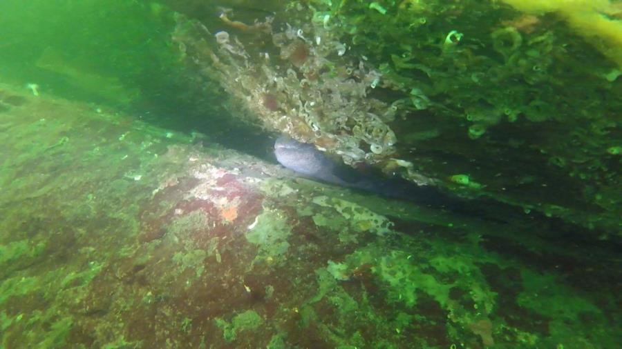 Octopus Hole, Hood Canal WA