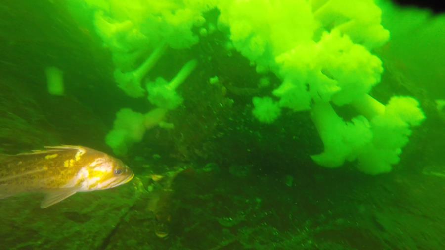 Copper Rockfish, Hood Canal WA