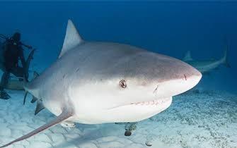 Bull Shark