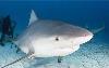 Bull Shark