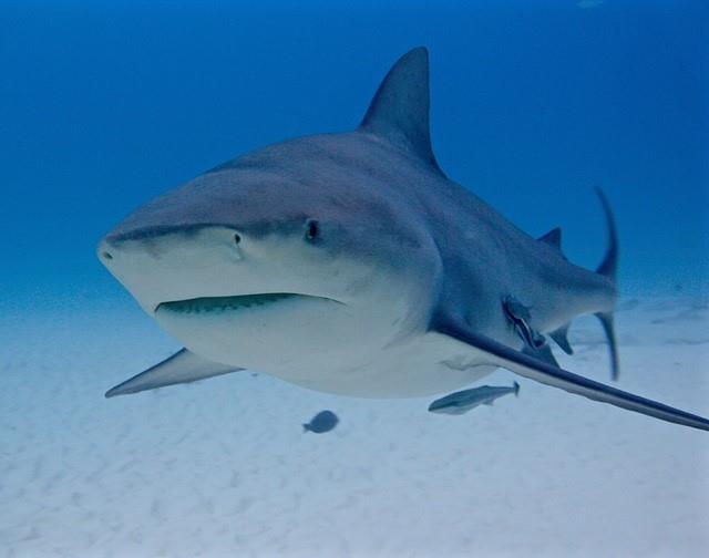 Bull Shark