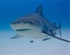 Bull Shark