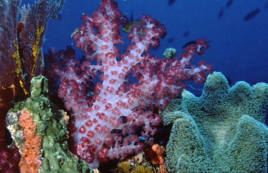Fijian Soft Coral