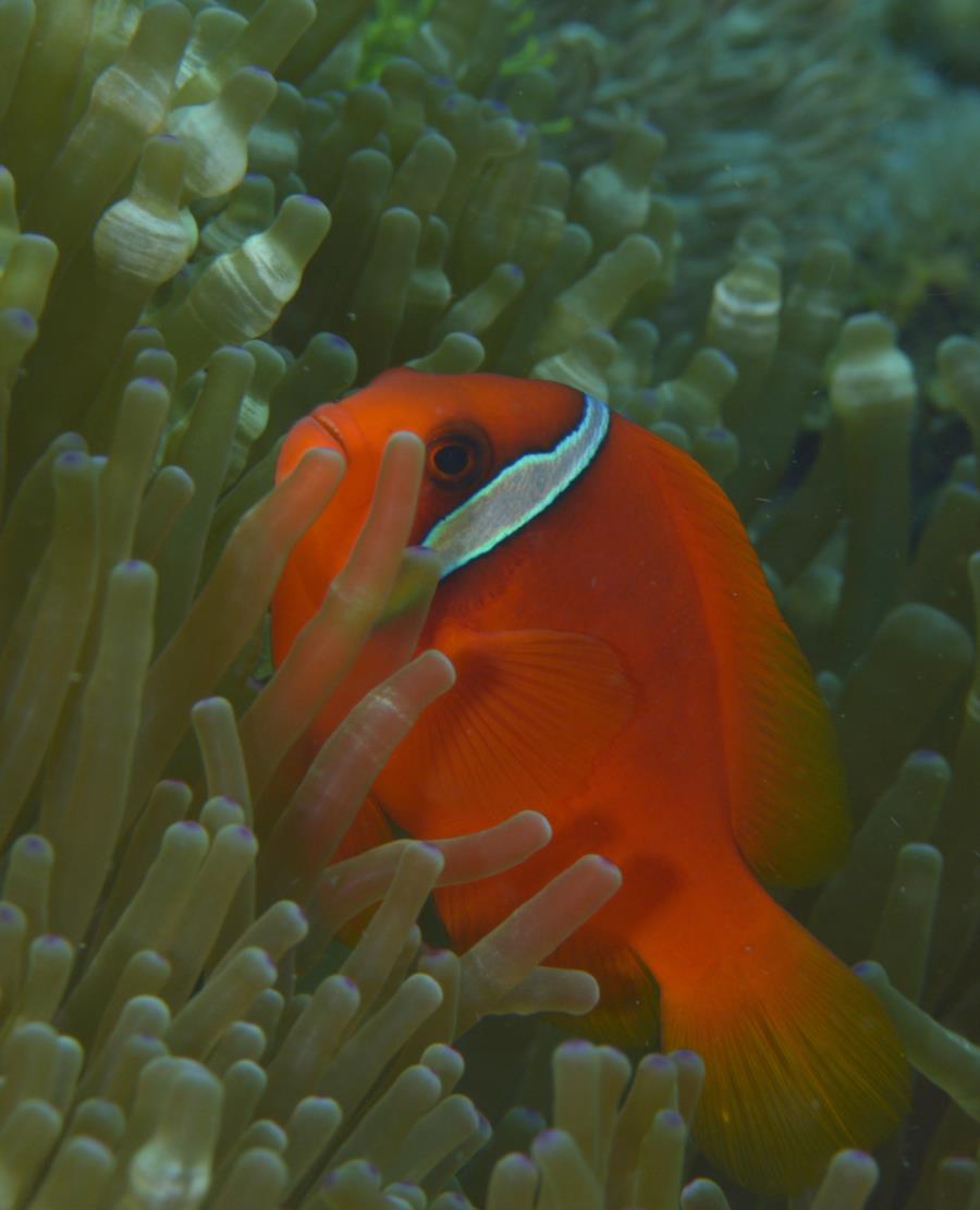 Anemone Clownfish