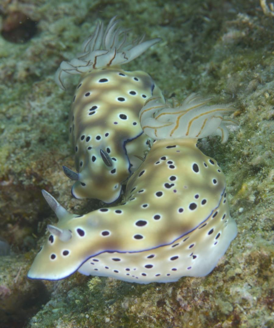 Nudibranch Couple